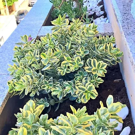 Sky Alguerhouse Appartamento Alghero