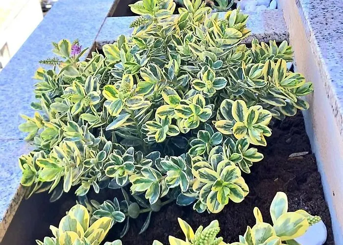 Sky Alguerhouse Lägenhet Alghero